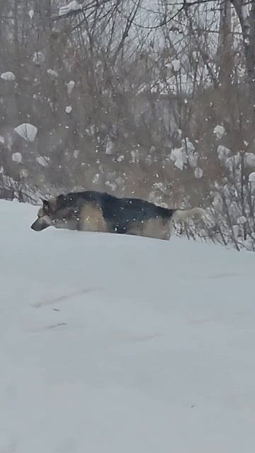 Людям есть чему поучиться у собаки