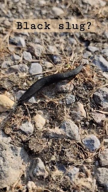 Black slug? #pls #id #slugs #crawling #insect #saturday #morning #shorts #reels