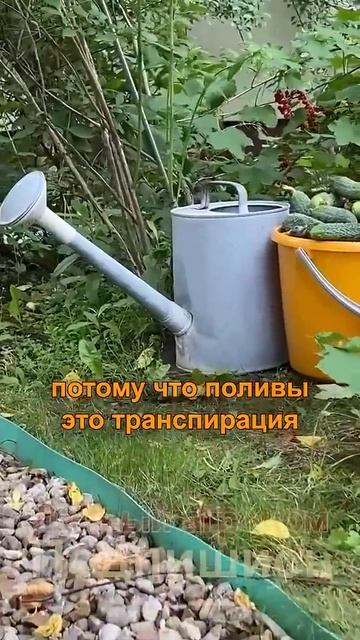 Залог УСПЕШНОГО опыления для огурца