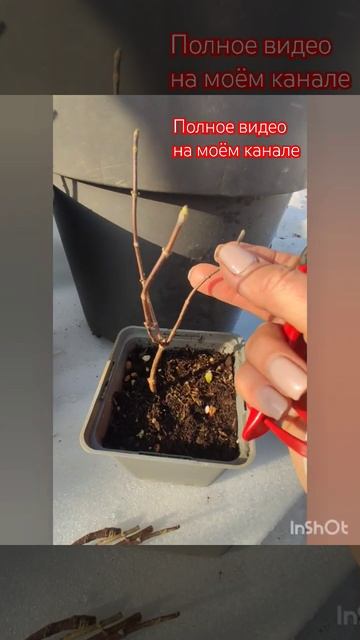 Обрезка гортензии. Расставляем приоритеты.