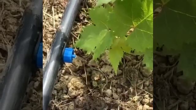 The vineyard drip irrigation system adopts external pressure compensation drippier