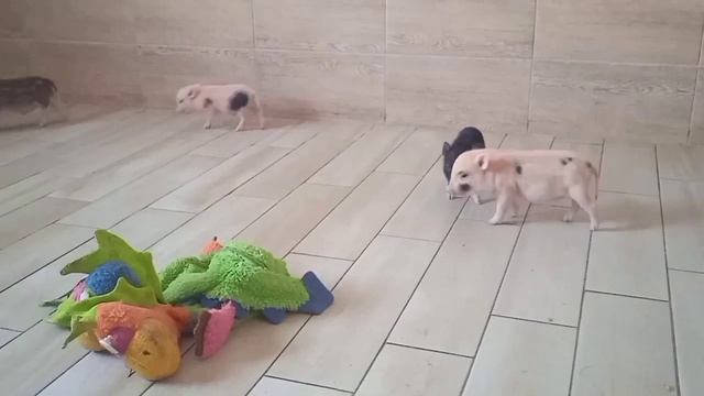 Малыши "В-2"🐷Минипиги, микропиги, питомник Рязанская Диковинка, животные, питомцы, minipig, micropi
