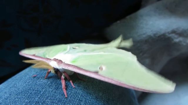 Luna Moth Close up