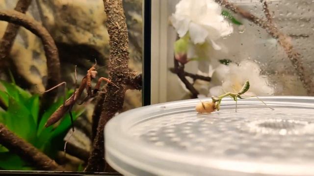 L3 Stagmatoptera Femoralis Feeding  being watched by L6 Polyspilota Griffini