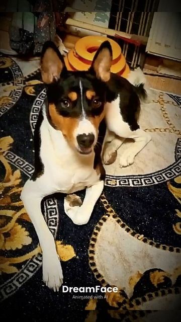 Выйду я на поле с конём.Dream face