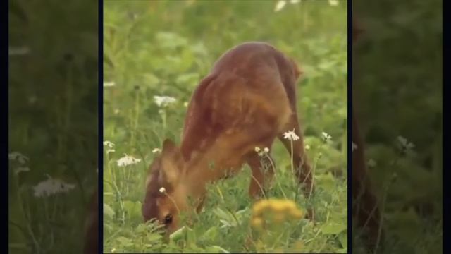 Deer eating food whatsapp status video 😘😘😘 #shorts