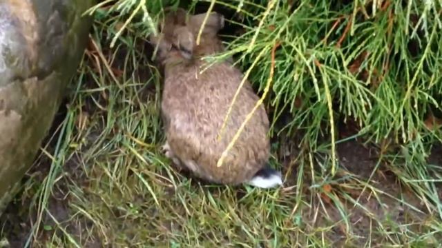 Зайчик🐰Просто мимими 😍