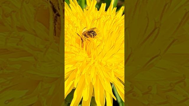 Solitaire bij op paardenbloem. Gewone maskerbij ?? Hylaeus communis.