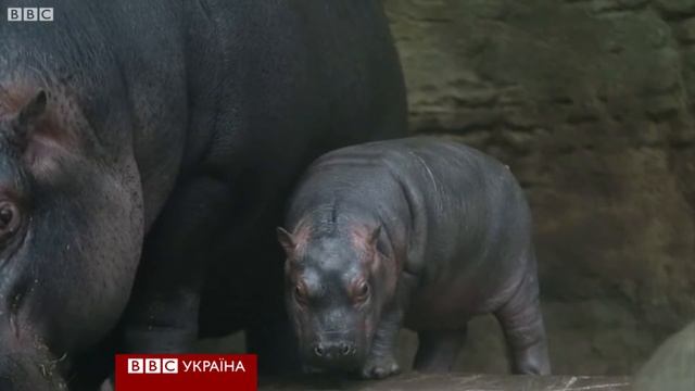 Бегемотик вийшов на першу прогулянку