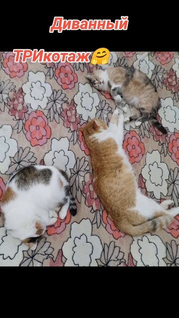 #приколы# #домашниеживотные#трикота #рыжийкот#любимыйпитомец#котнадиване#котикспит#котэйка #🤗💕