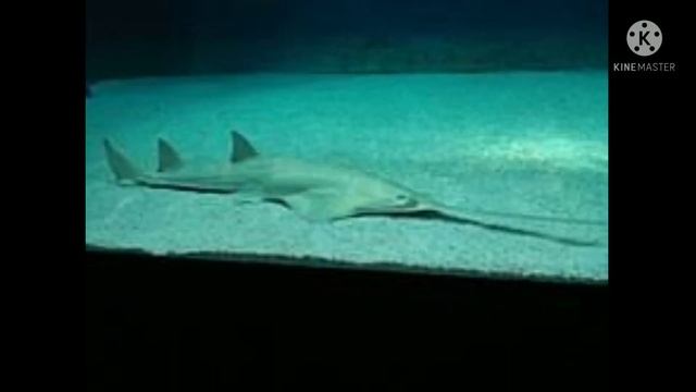 sawfish. 13/feb/2022