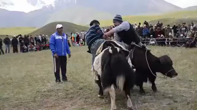 National Yak & Horse Games Festival (2016) in Sary Mogol, Kyrgyzstan