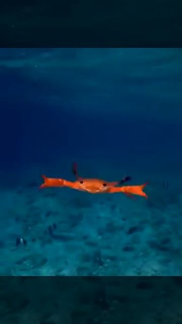 Just A Crab Chilling