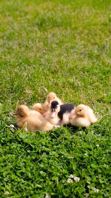 Plenty of ducklings following their mother duck 🦆 to see the world 🌍 #shorts