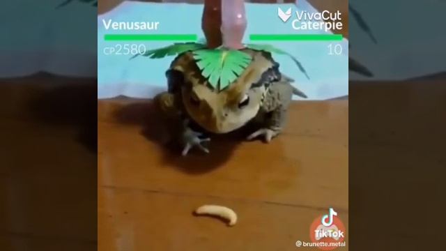 Venusaur vs caterpie