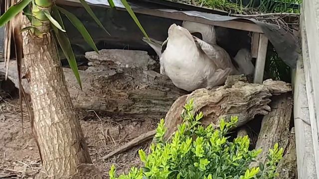 What did  Gander (Male Goose) doing when Female Goose lay egg? New Zealand lifestyle