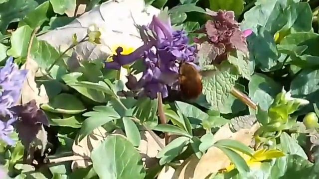 Bube Srbije-Tačkokrila pčelomuva (Bombylius discolor)