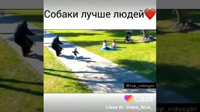 собаки лучшие чем  люди