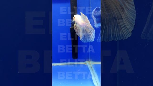 Рыбка Петушок светло-желтая лазурь