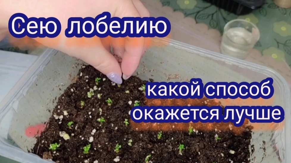 Сею лобелию двумя способами.Какой способ окажется более подходящим.
