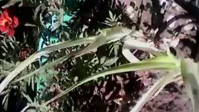 Растительный и животный мир