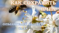 Как сохранить пчёл-опылителей вашего сада. Медоносы сада и опыт опыления плодовых деревьев