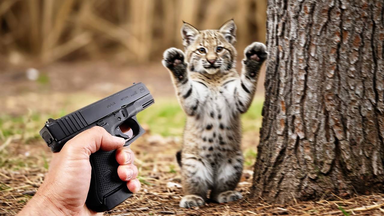 Охотник прицелился из Ружья в Детеныша Рыси, Но в то, что произошло дальше, было невозможно поверит