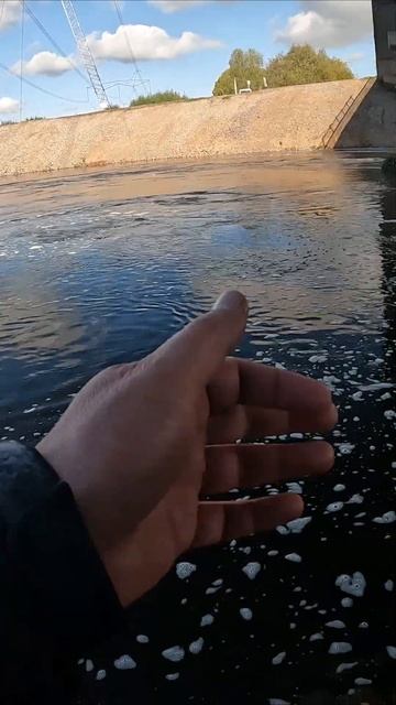 TILAPIOACTIVITY. Удомля. Ловим тиляпию с сыном.  #shorts  #fishing  #тиляпия  #Удомля