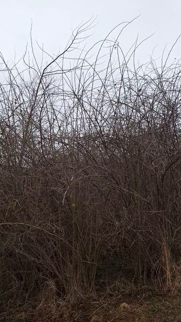 BIRDS🐦🎼🎶