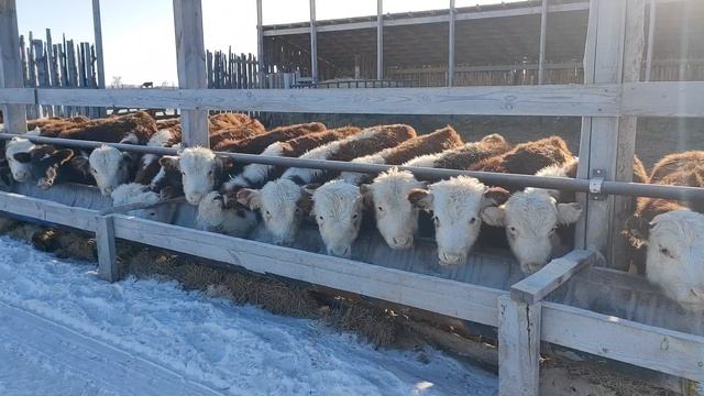 Откорм площадка на 80 голов