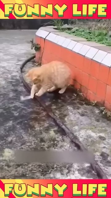 Смешные видео из жизни людей и животных котики любовь