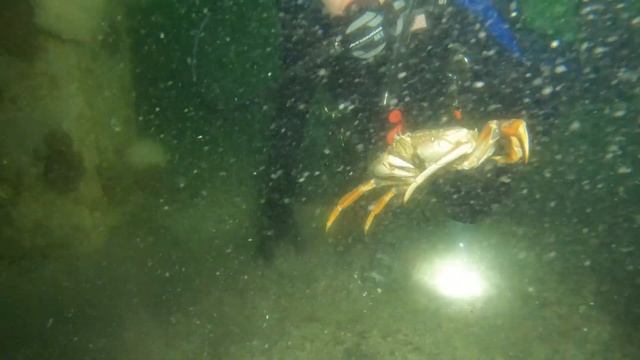 Scuba Diving Dungeness Crab, Puget Sound Catch and Cook   4K