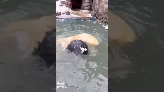 Медведи в Красноярске открыли купальный сезон! bears in Krasnoyarsk have opened the swimming season