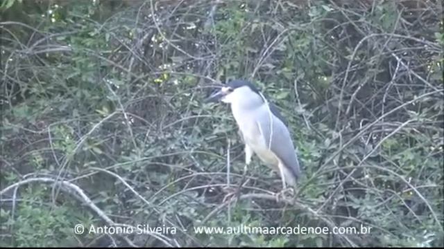 Nycticorax nycticorax PqMoinhodeVentoPOA 1 10 16 ASilveira x264