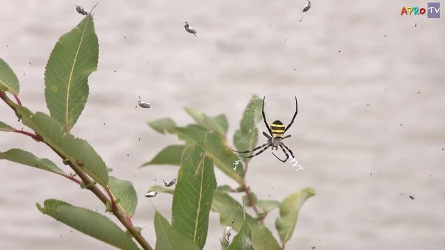 거미 호랑거미 (Argiope amoena) 4K  Ultra HD Videos