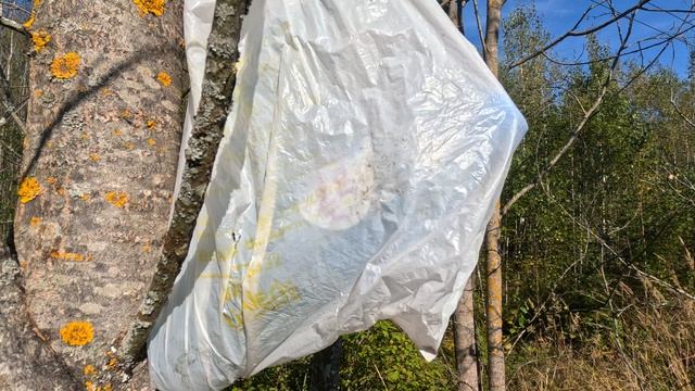 Пакет с минералкой на дереве