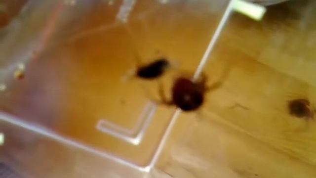 Spider kills fly in 20 seconds