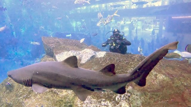 Shark Diving