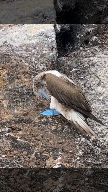 Nesting blue-footed boobies in the Galapagos #4