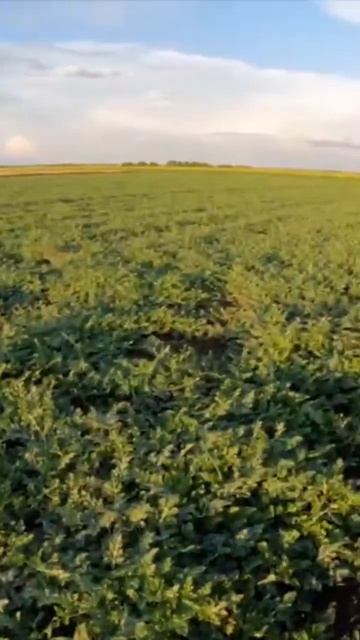 Рост арбуза 🌱🍉💦
