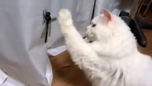 고양이 vs 거대 잠자리 Cat vs Giant Dragonfly