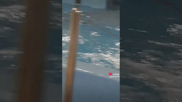 дельфины