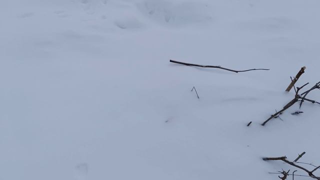 Охота на лис. Зайчатник найден в деревне 😉.