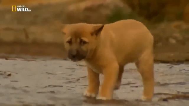 National Geographic Documentary - Kangaroo - Wildlife Animal.part2