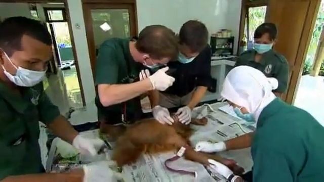 Hospital Orangutan (Monkey) Meme- Origin of this #1 Meme!