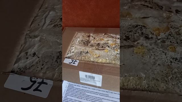 ❗Выращиваем вешенки дома. 4 недели спустя. Продолжение следует❗ #nature #shorts #shortvideo #грибы