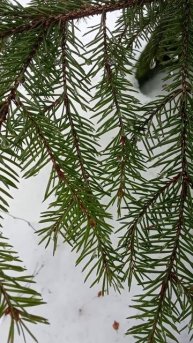 дождик на ёлочке