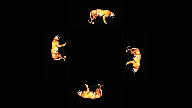 Живой тигр. 3D голограмма. #3dhologram #hologram #голограмма