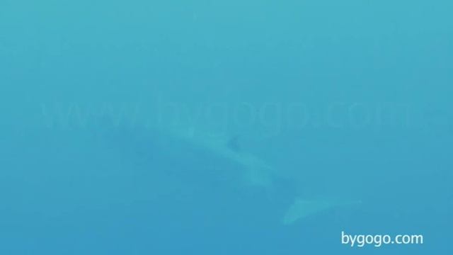 Brydes Whale / Baleia de Bryde