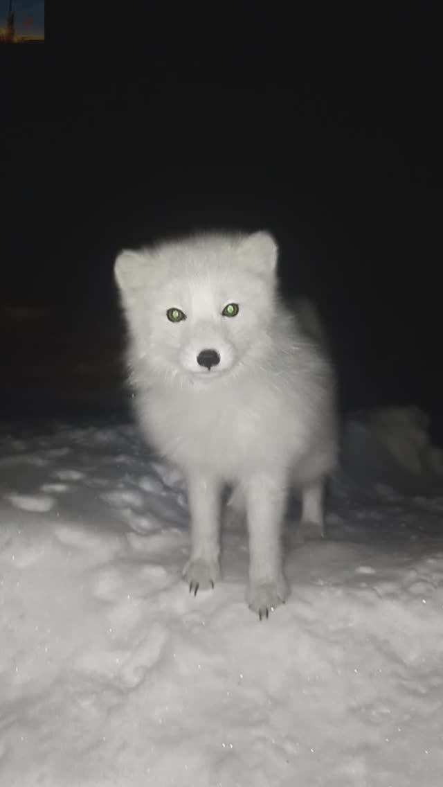 Игривый и смелый песец прыгает по снегу❄️